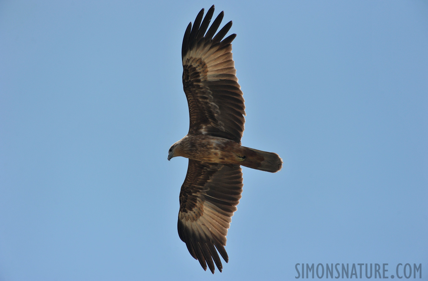 Haliaeetus leucogaster [550 mm, 1/3200 sec at f / 8.0, ISO 800]